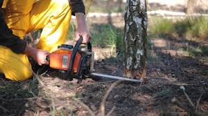 Best Tree Mulching  in Stillwater, MN